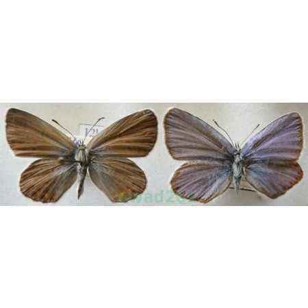 Plebejus argyrognomon (Bergsträsser, 1779) pair Modraszek srebroplamek Czech12l